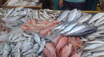 أسعار الأسماك اليوم في سوق العبور كل الانواع