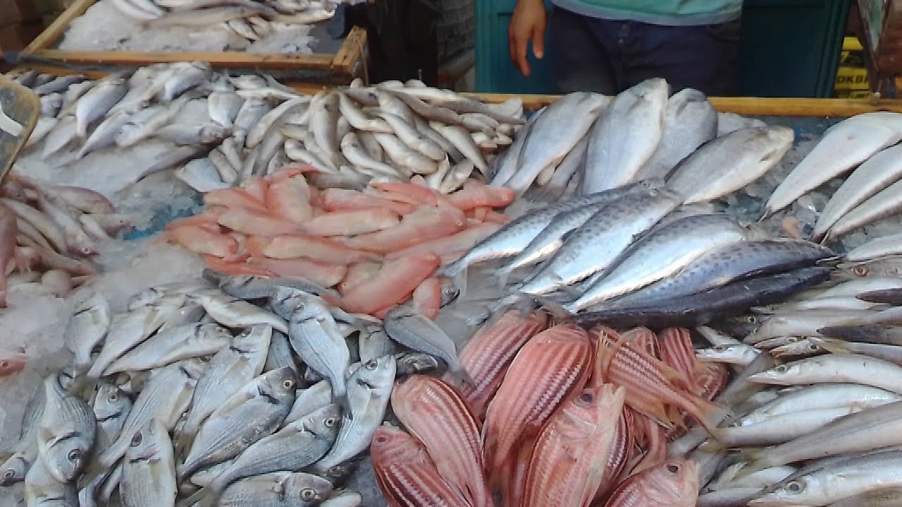 أسعار الأسماك اليوم في سوق العبور: تحديثات الثلاثاء 10 فبراير 2026 قبل رمضان