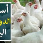 سعر الفراخ الحية خلال تعاملات اليوم الثلاثاء 10-2-2026