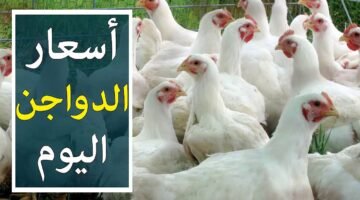 سعر الفراخ الحية خلال تعاملات اليوم الثلاثاء 10 2 2026