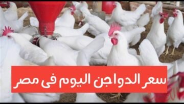 تحديث: أسعار الفراخ البيضاء في بورصة الدواجن اليوم الأحد 29 مارس 2026