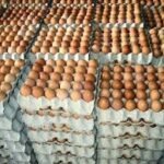 سعر كرتونة البيض اليوم