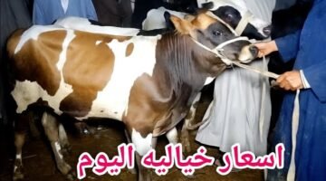 أسعار الأضاحي 2026 تشتعل قبل عيد الأضحى… مفاجآت وارتفاعات جديدة تضرب الأسواق