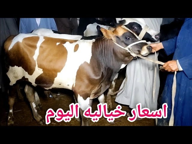 أسعار الأضاحي 2026