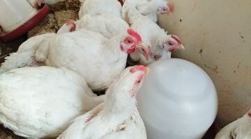 بورصة الدواجن اليوم أسعار الفراخ البيضاء