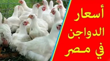 بورصة الدواجن اليوم أسعار الفراخ البيضاء السبت 11 ابريل 2026 وسعرها للمستهلك بالأسواق التجارية