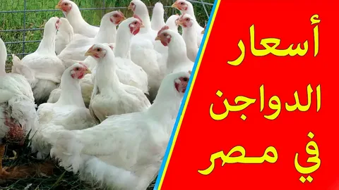 أسعار الفراخ في بورصة الدواجن اليوم الأحد 10-5-2026