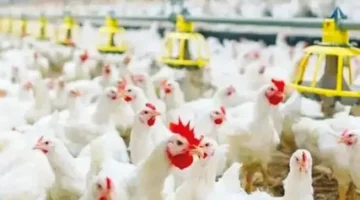 بورصة الدواجن اليوم أسعار الفراخ البيضاء انخفاض ملحوظ الثلاثاء 14-4-2026 للمستهلك 25