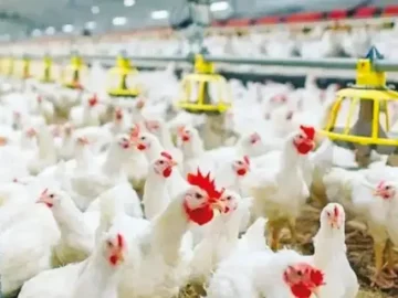 تحديث بورصة الدواجن اليوم أسعار الفراخ البيضاء