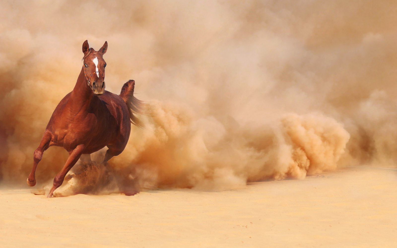 استيراد سائل منوي الخيول وفقًا لأعلى المعايير البيطرية.. الزراعة توضح اشتراطات بهدف الحفاظ على الثروة الحيوانية والسلالات المستوردة