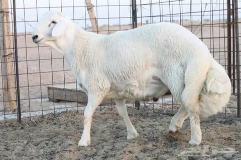 سعر كيلو الخرفان قائم اليوم