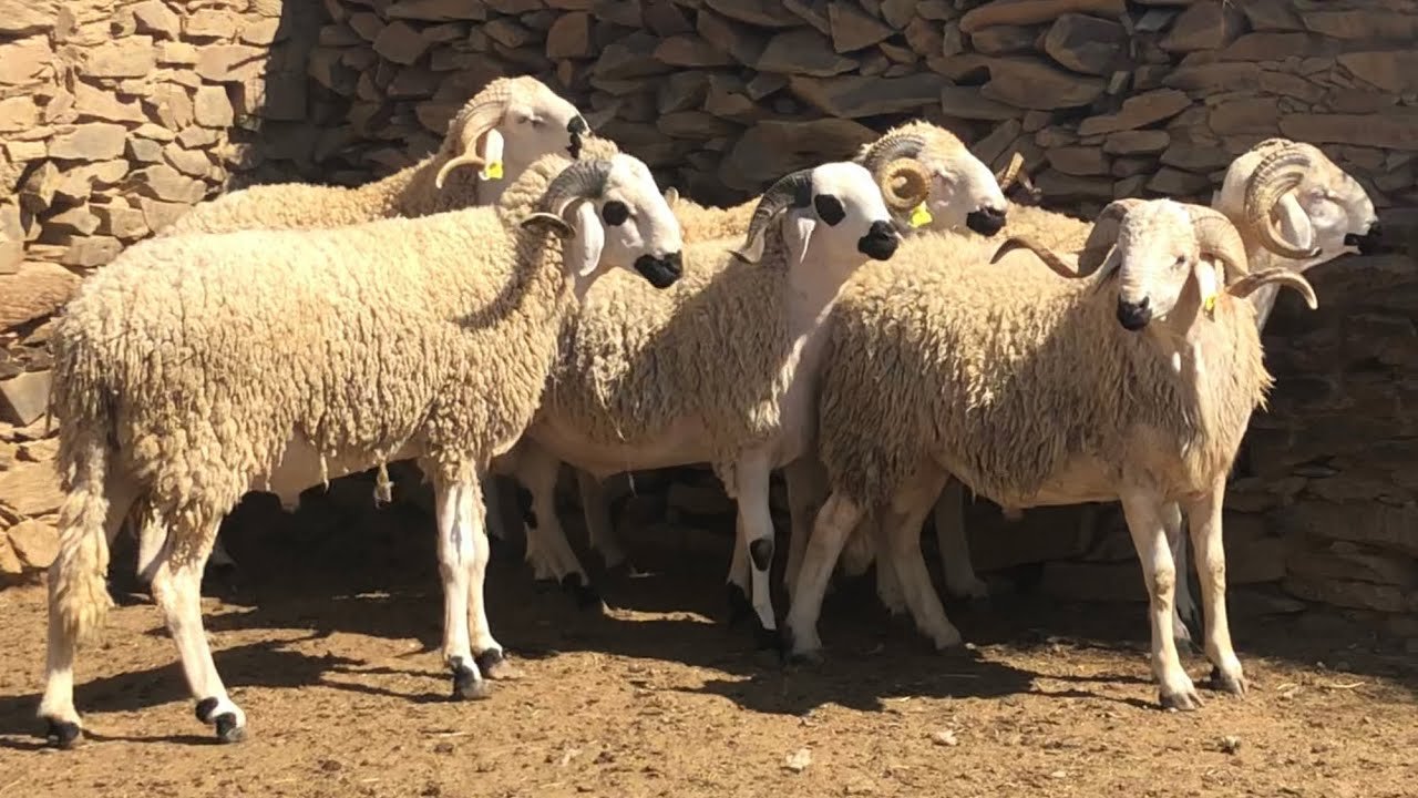 الأضحية