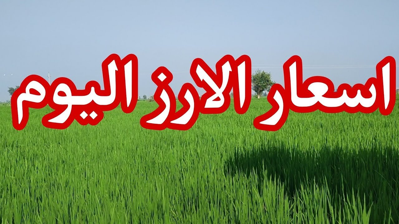 سعر الأرز الشعير الآن 2026 في مصر الإثنين 18/5/2026 رفيع وعريض الحبة بالأسواق.. استقرار ملحوظ لأهم طبق على مائدة الطعام المصرية
