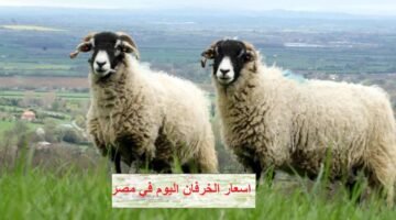 سعر الخروف اليوم في مصر 2026: اسعار متفاوتة بين كافة الأنواع استعد للأضحية وهذه هي الاسعار وحركة السوق الحالية 51
