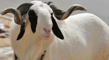 سعر الخروف السوداني في مصر اليوم.. البديل الأوفر لأضاحي العيد.. أسعار الاضاحي في السوق وحركة البيع والشراء 33