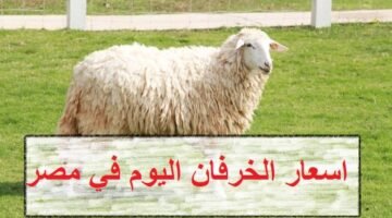 سعر الخروف اليوم في مصر بلدي وقائم في مصر آخر تحديث لـ تقارير أسعار الأضاحي.. استعدادا لعيد الأضحى تعرف على أسعار الأضاحي 2026 36