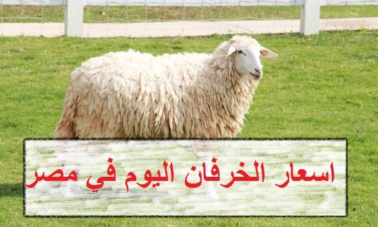 سعر الخروف اليوم في مصر بلدي وقائم