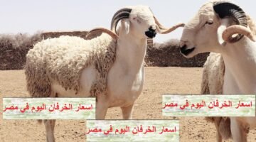 للأطباء والتجار: تحديث سعر الخروف عمر 3 شهور اليوم بلدي وبرقي وقائم 2026 وسط مطالب زيادة شراء الأضاحي 30
