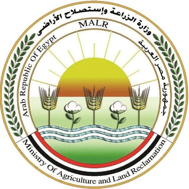 الزراعة توضح أسباب الارتفاع المؤقت لأسعار الطماطم وتعلن انفراجة قريبة