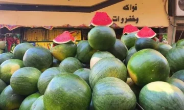 البطيخ