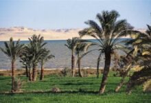 محميات الفيوم الطبيعية.. وجهة استثنائية تأخذك في رحلة عبر الزمن من العصر الحجري إلى اليوم الفيوم